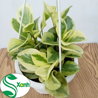 trường sinh cẩm thạch chậu treo lớn