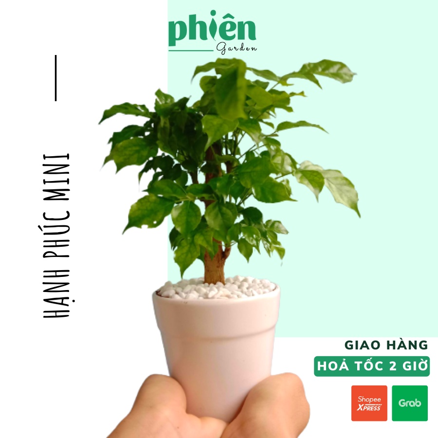 Cây Hạnh Phúc mini để bàn kèm chậu gốm tráng men
