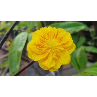 mai cúc thọ hương