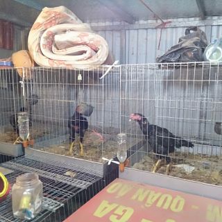 lồng ghép và khay gà chọi gà nòi gà tre gà đá