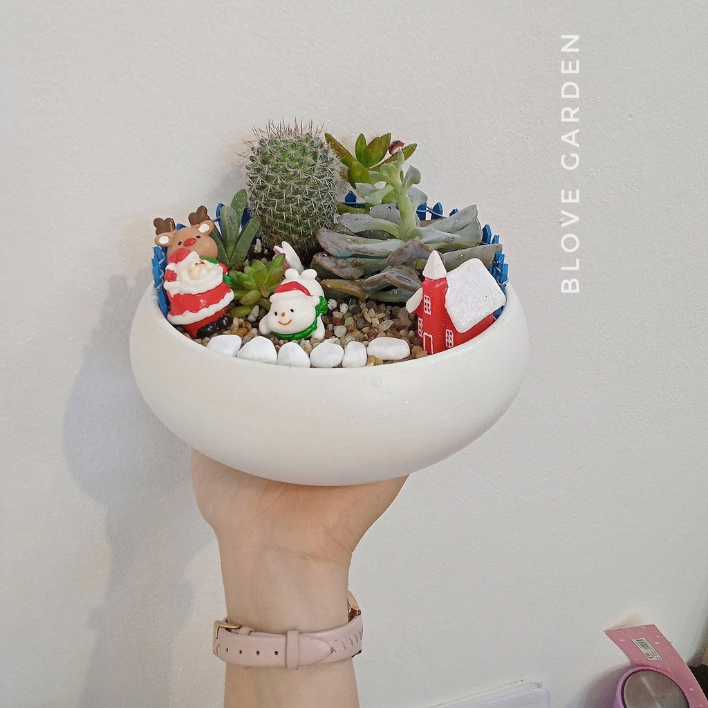 Chậu cây sen đá sương rồng, phối sẵn tiểu cảnh trang trí cực xinh sắn làm quà tặng bạn trai bạn gái crush, đồng nghiệp