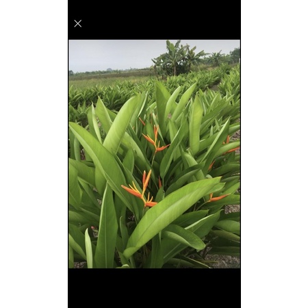 Combo 20cây chuối mỏ két