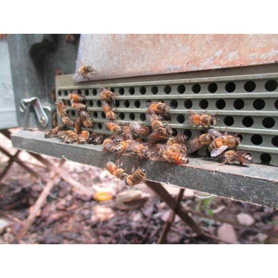 [Mã 156FMCGSALE hoàn 8% đơn 500K] Mật Ong Hoa Rừng Cao Cấp Định Nguyên 1000ml | BigBuy360 - bigbuy360.vn