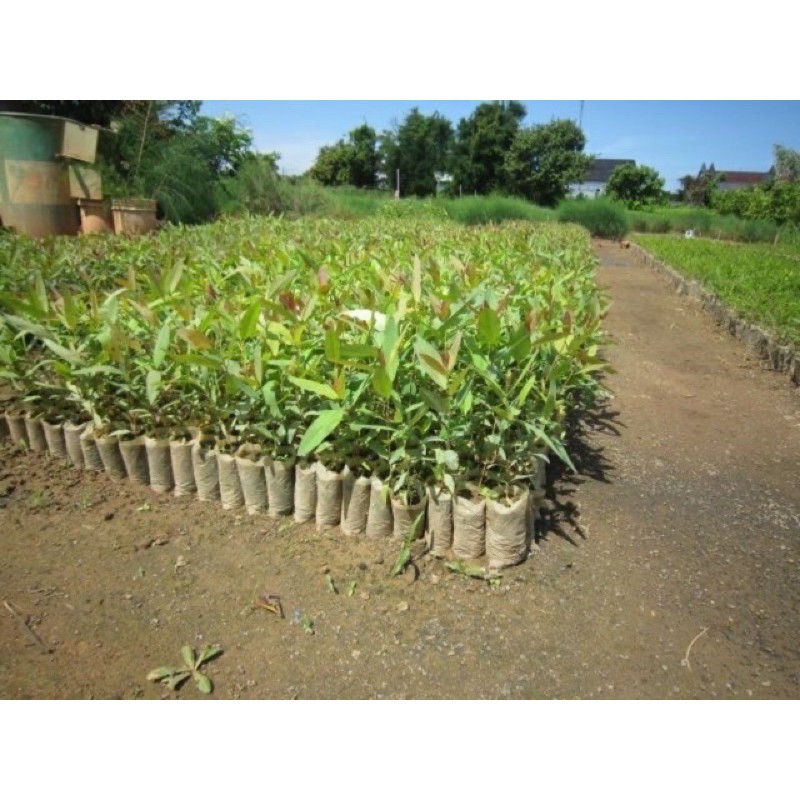 Cây tràm giống