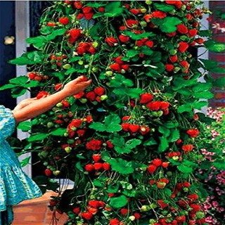100 hạt giống dâu tây leo giàn chịu nhiệt