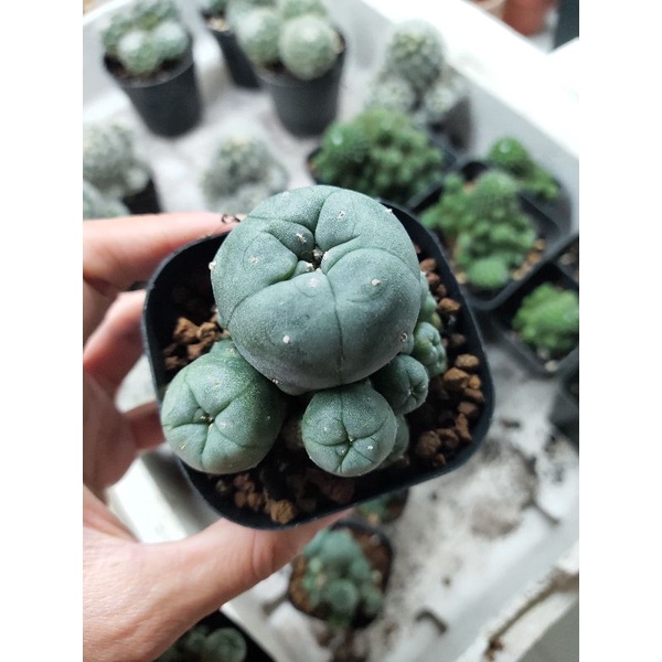 Xương rồng lopho bụi 5cm
