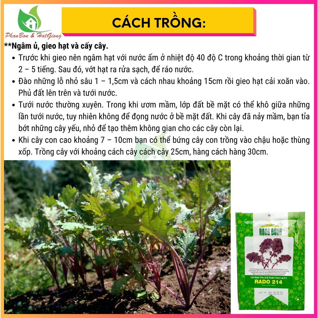 Hạt Giống Cải Kale Tím, Cải Xoăn Tím 1g - Rạng Đông - Shop Phân Bón và Hạt Giống