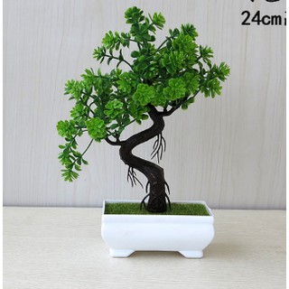Chậu hoa bonsai phú quý để bàn