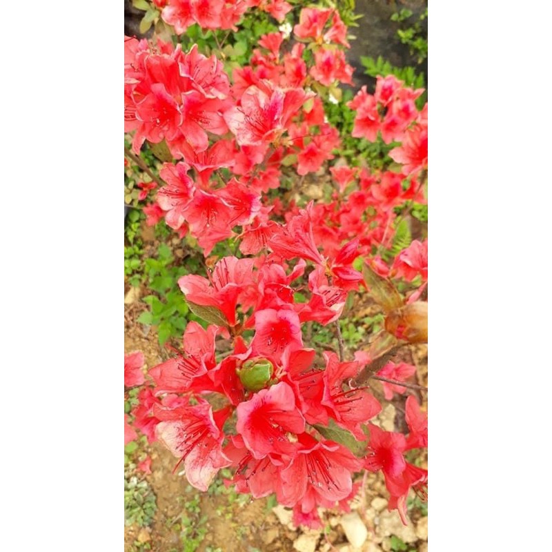 Cây hoa đỗ quyên nhỡ cao 50-60cm