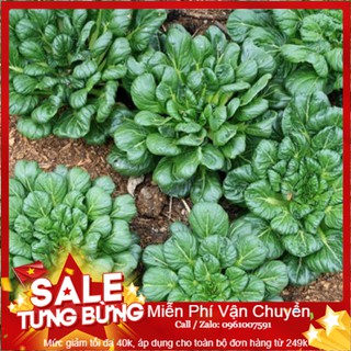 Hạt Giống Cải Hoa Hồng - 50 Hạt