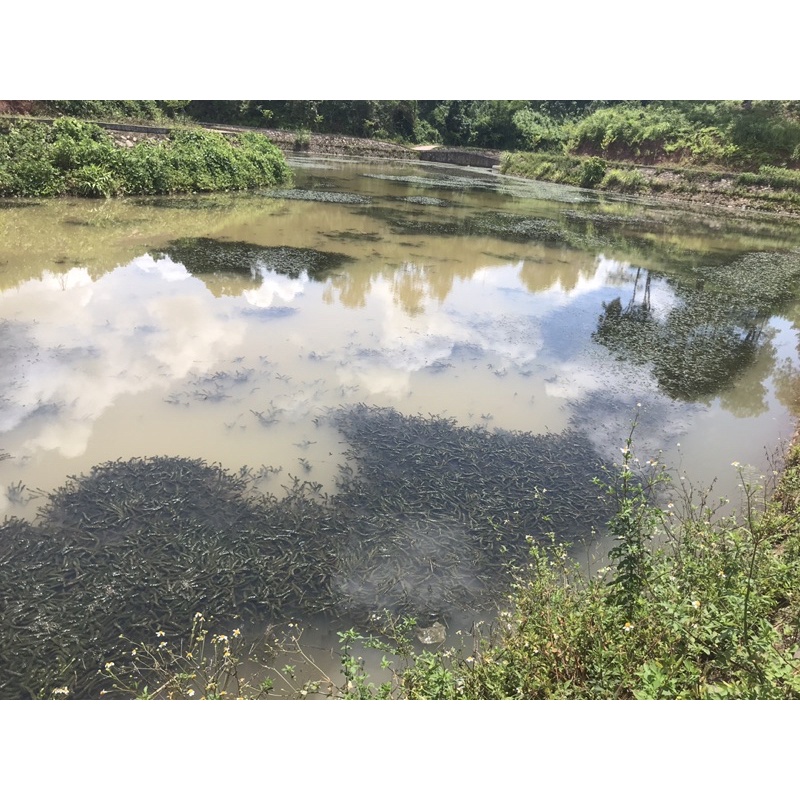 Rong đuôi chó