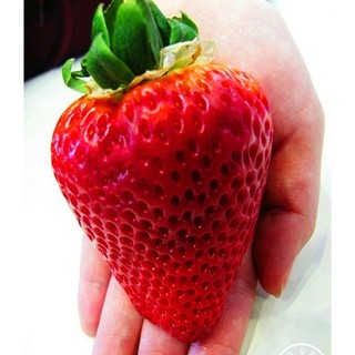 Hạt giống DÂU TÂY KHỔNG LỒ