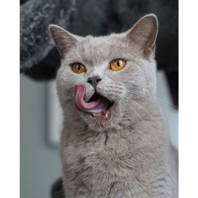 Gimcat kitten tabs viên vitamin tổng hợp cho mèo con