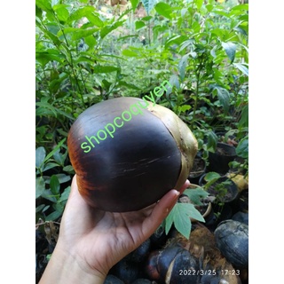 trái thốt nốt làm giống