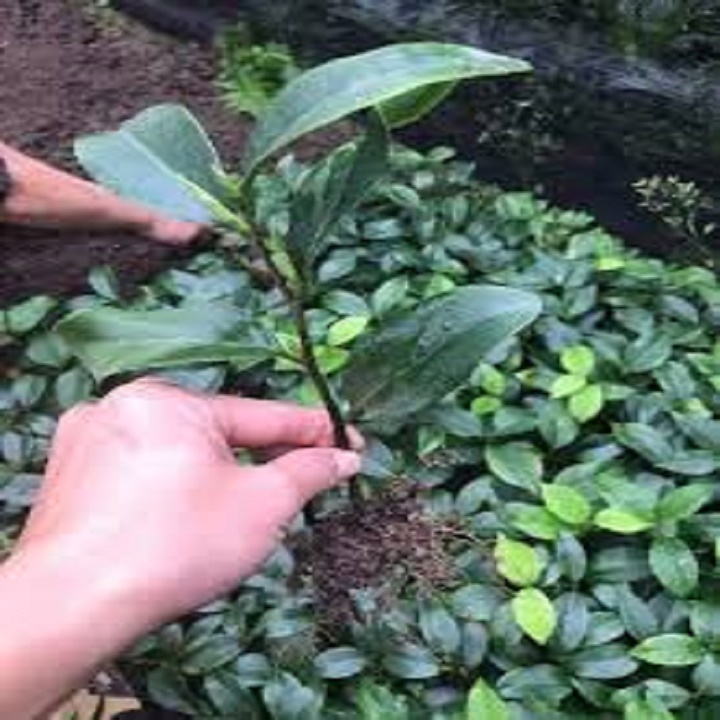 Bầu cây hoa trà my đỏ cổ-cây giống nguyên bầu + Tặng 02 cây nhót ngọt