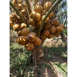Cây 🌲 Dừa Malay siêu trái