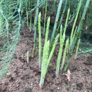 200 Hạt Giống Măng Tây Xanh mary washington