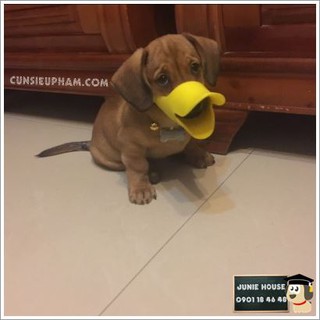 RỌ MÕM CHÓ HÌNH MỎ VỊT