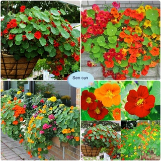 [Gói Hạt] Hạt Giống Hoa Sen Cạn (tặng kèm phân kích mầm rễ siêu nhanh)