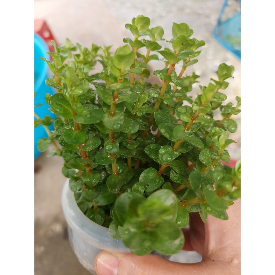 Cây thủy sinh Vẩy Ốc Hồng - lá cạn - 20 ngọn