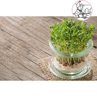 Hạt mầm cải bẹ xanh - gói 50 gram