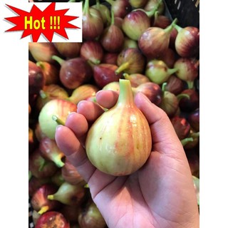 Hạt giống Sung Mỹ (Sung Ngọt)