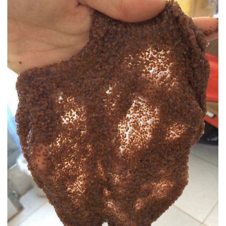 1kg Hạt đình lịch (hạt ngũ hoa) - TD127 sản phẩm handmade từ thiên nhiên