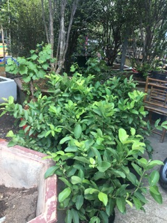 Ổi lê nữ hoàng