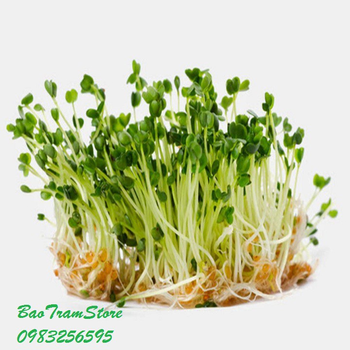 Hạt giống rau mầm cải ngọt trắng gói 50 gram xuất xứ Việt Nam