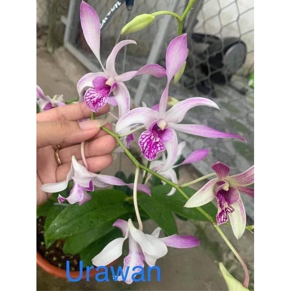 Cây hoa lan tím cô dâu, so nha