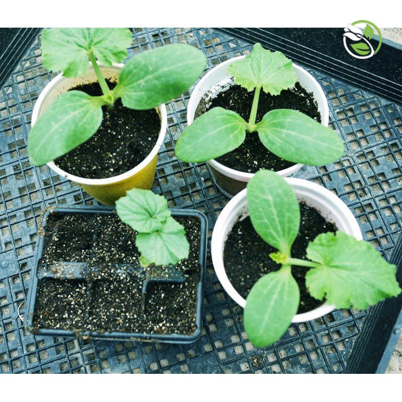 Hạt Giống Khổ Qua  F1 PN-342 Phú Nông- Gói 2g  - Bitter Gourd F1 PN-342