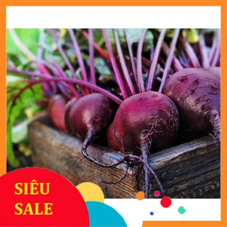 5g Hạt giống Củ Dền Đỏ (tặng gói kích nẩy mầm và hướng dẫn) VIETPHAT