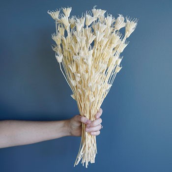 Hoa Khô Trang trí decor Hoa khô Kim Cương Nigella