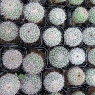 Xương rồng Bánh Sinh Nhật