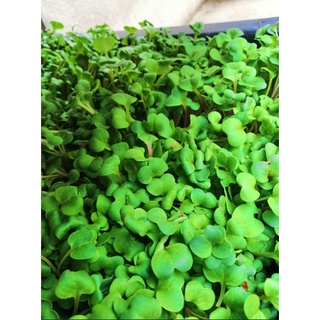 HẠT MẦM CỦ CẢI TRẮNG - GÓI 20 GRAM