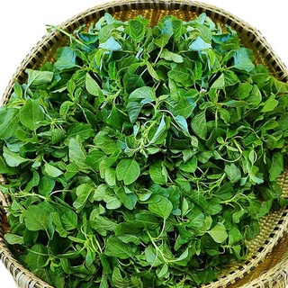 Hạt giống rau dền cơm kns1132 - gói 10gram