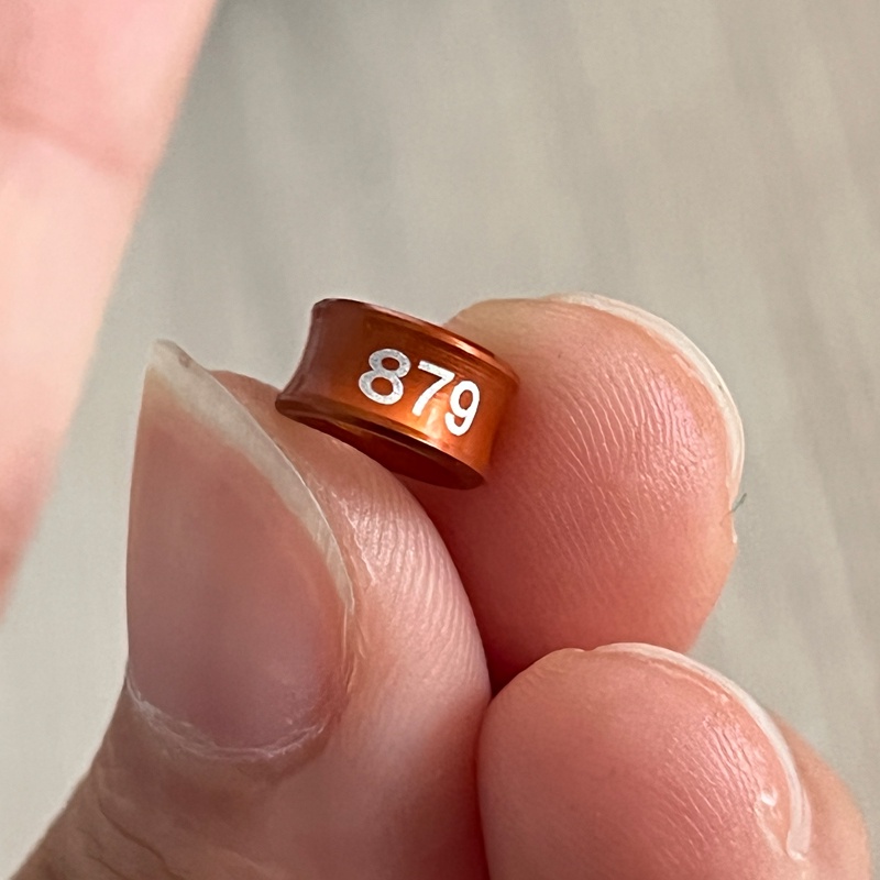 5 pcs vòng đeo chân cho chim vẹt 4mm, nhẫn đeo chân vẹt có nhiều màu sắc