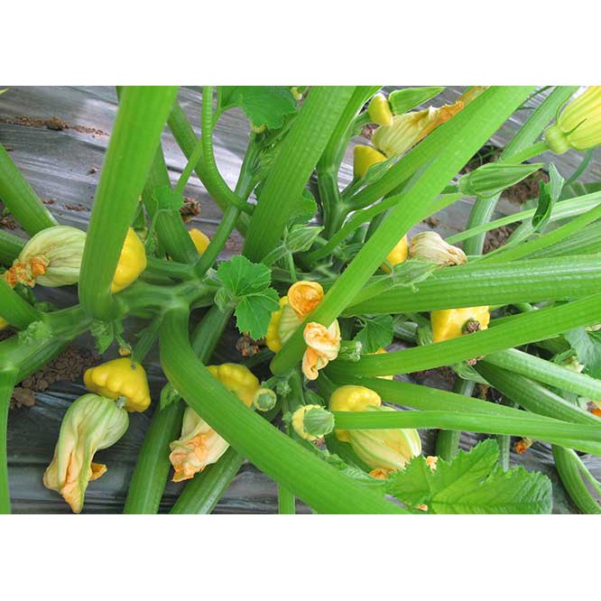 gói 10 hạt giống bí đĩa bay