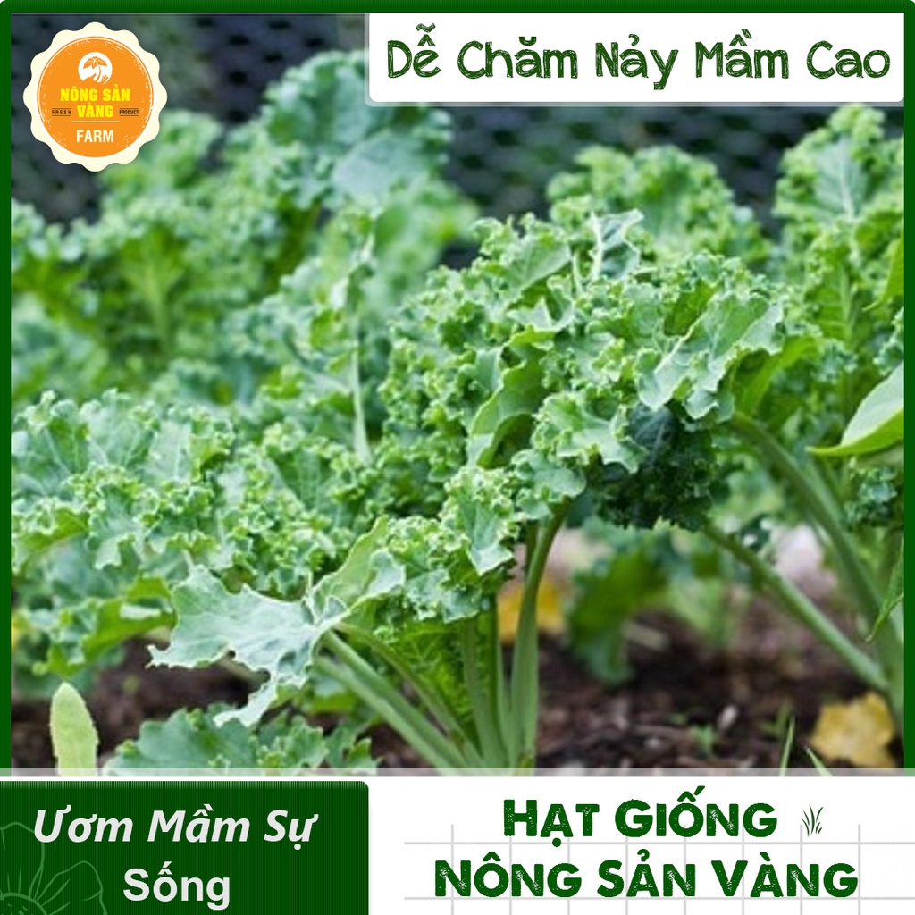 Hạt giống Rau Ăn Lá, Chịu Nhiệt, Trồng Quanh Năm, Dễ Trồng, Năng Suất Cao - Nông Sản Vàng