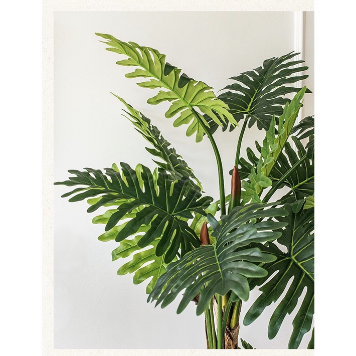 TRẦU BÀ THANH XUÂN -