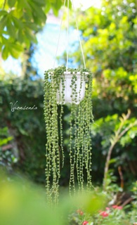 Sen giọt nước treo (chậu nhựa)