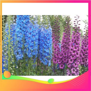 Hạt Giống Hoa Phi Yến - 50 Hạt VIETGAR