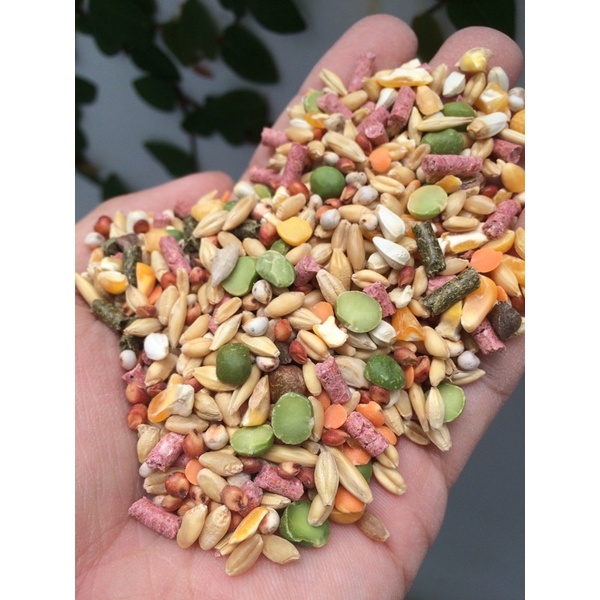 Ngũ Cốc Việt dành cho gà đá (1kg) - Pet Food Store.