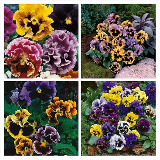 Hạt giống hoa pansy cánh kép nhiều màu - 1 gói 50 hạt - HG1