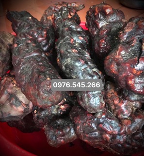 BỘT HÀ THỦ Ô ĐỎ - CỬU CHƯNG CỬU SÁI