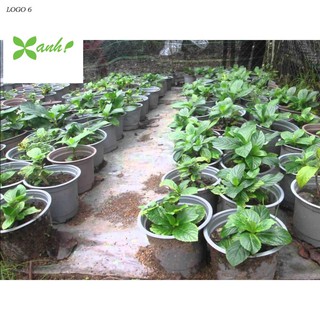 Hạt giống Cẩm tú cầu mix (10 hạt)