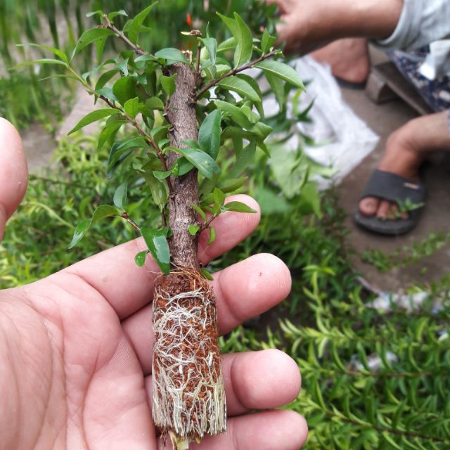 10 cành Mai chiếu thủy