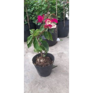 Hoa Giấy Đổi Màu Siêu Đẹp 946sp
