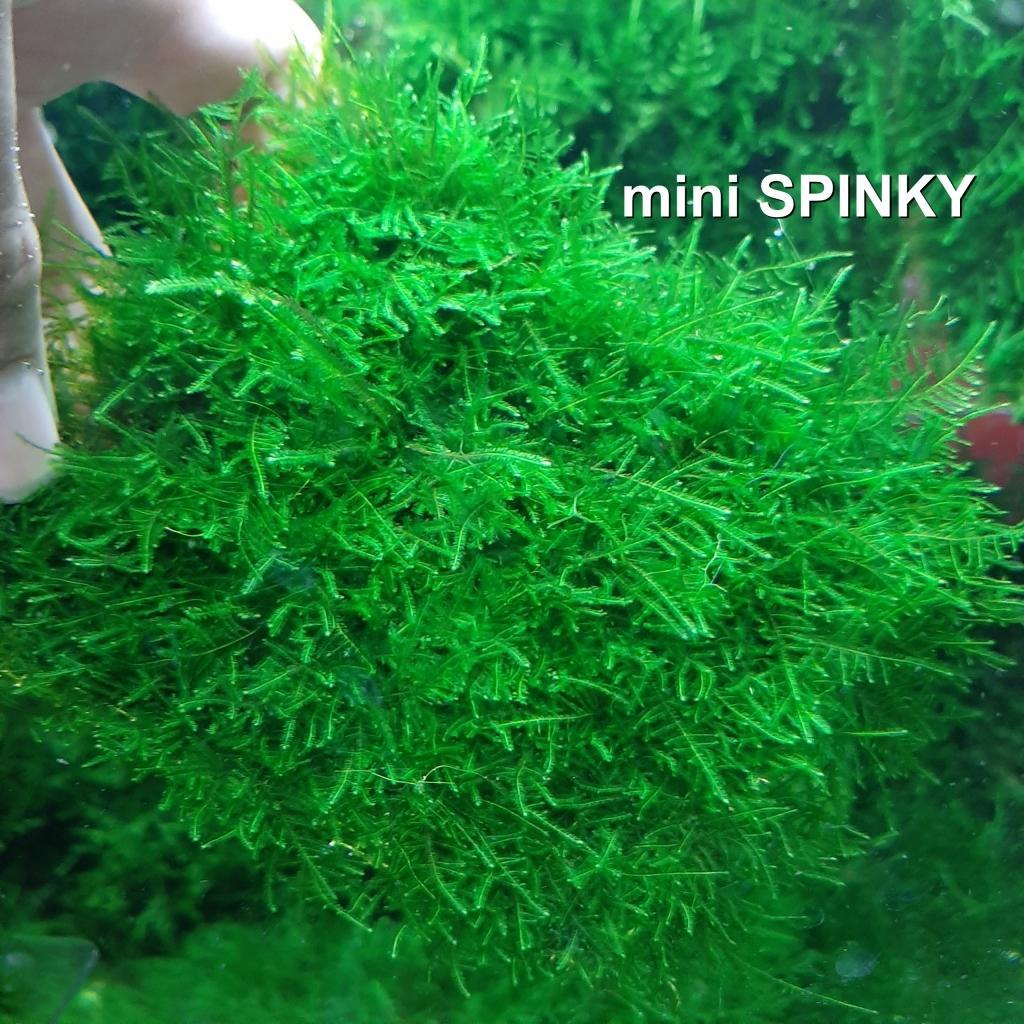 Cây thuỷ sinh Rêu Mini Taiwan, Mini Spiky cực đẹp trang trí bể cá, dán thành bể cá, dán lũa