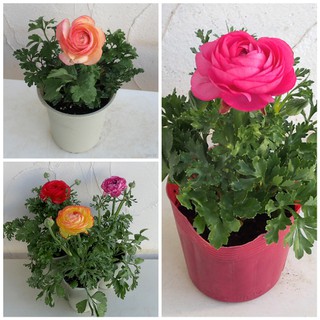 Bộ 3 củ hoa hồng mao lương - 3 viên nén kích thích ươm củ